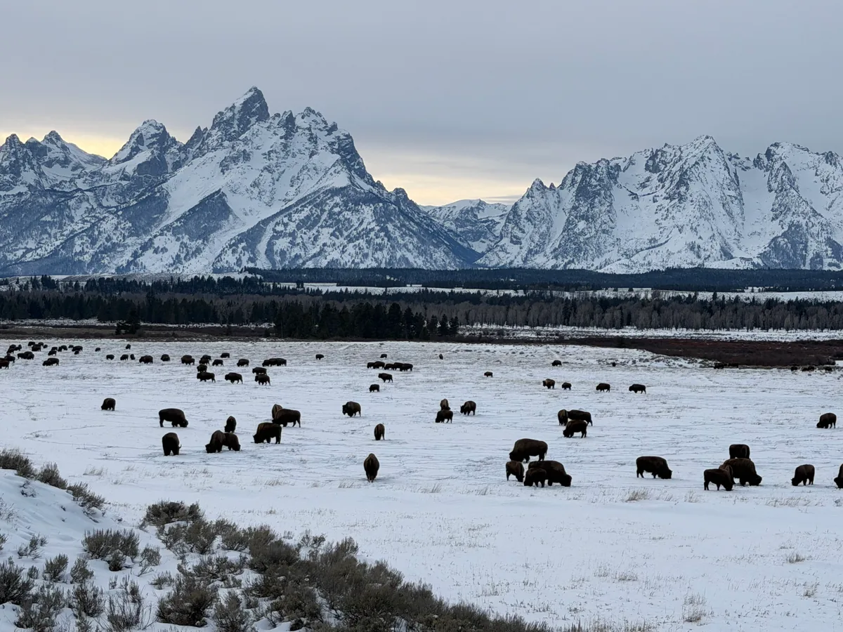 A large herd of bison grazing across snow-covered flats below the jagged peaks of the Teton range