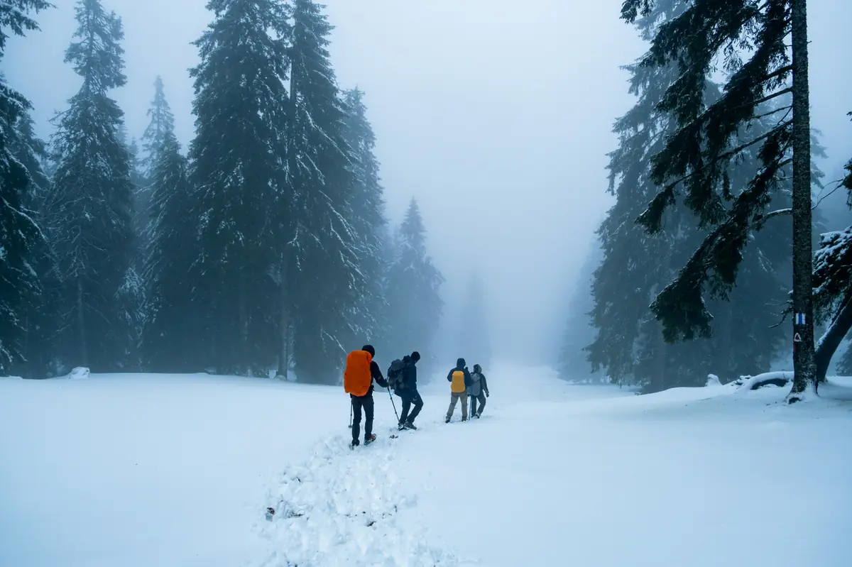 Four snowshoers breaking a fresh trail through deep snow between tall pines in heavy fog