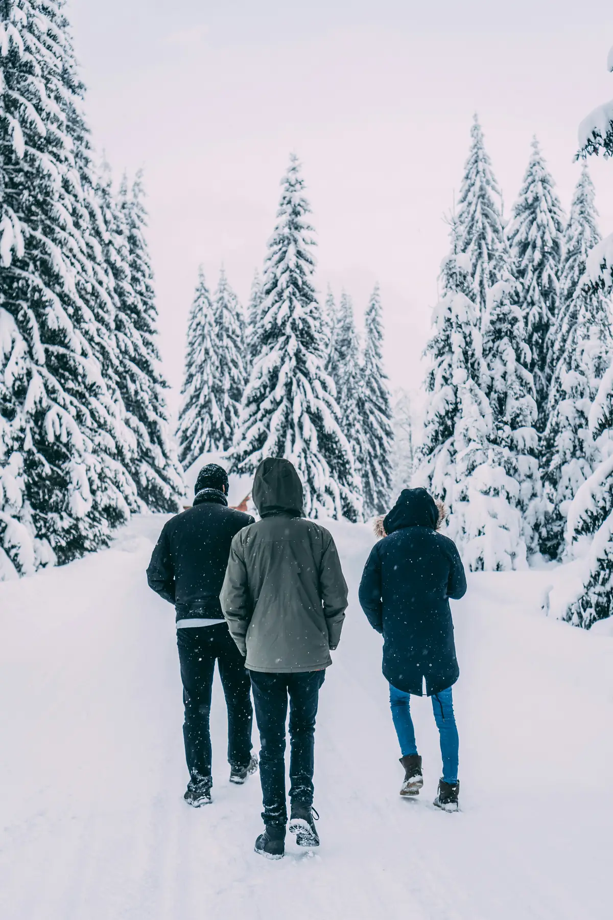 Three travelers walking away down a snow-covered lane between heavily laden pines at dusk