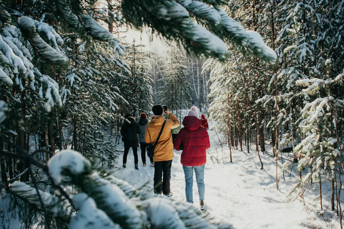 Four walkers on a snowy forest path framed by laden spruce boughs, one stopping to take a photo