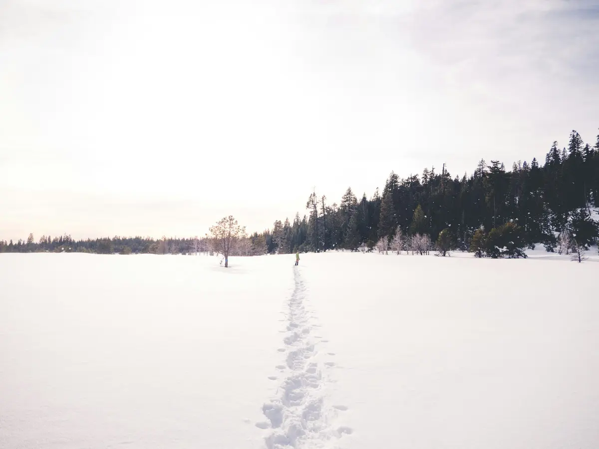 A man snowshoeing through a sunlit evergreen forest covered in deep snow