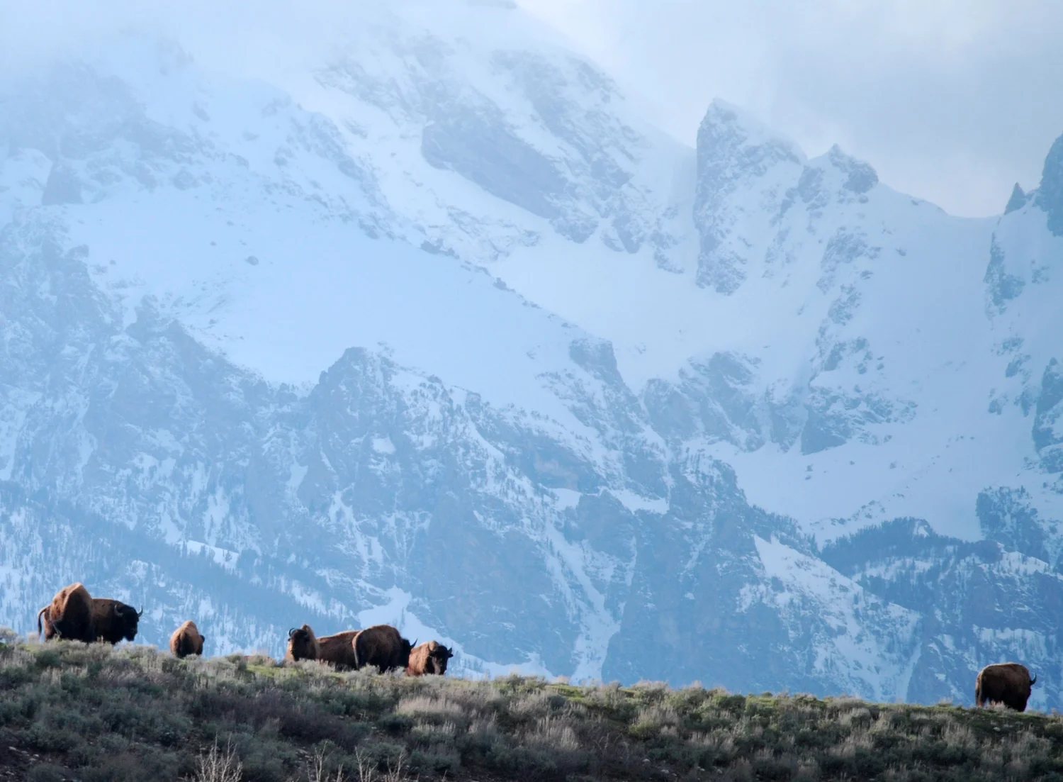 Bison grazing in Grand Teton National Park with snowy mountains behind them