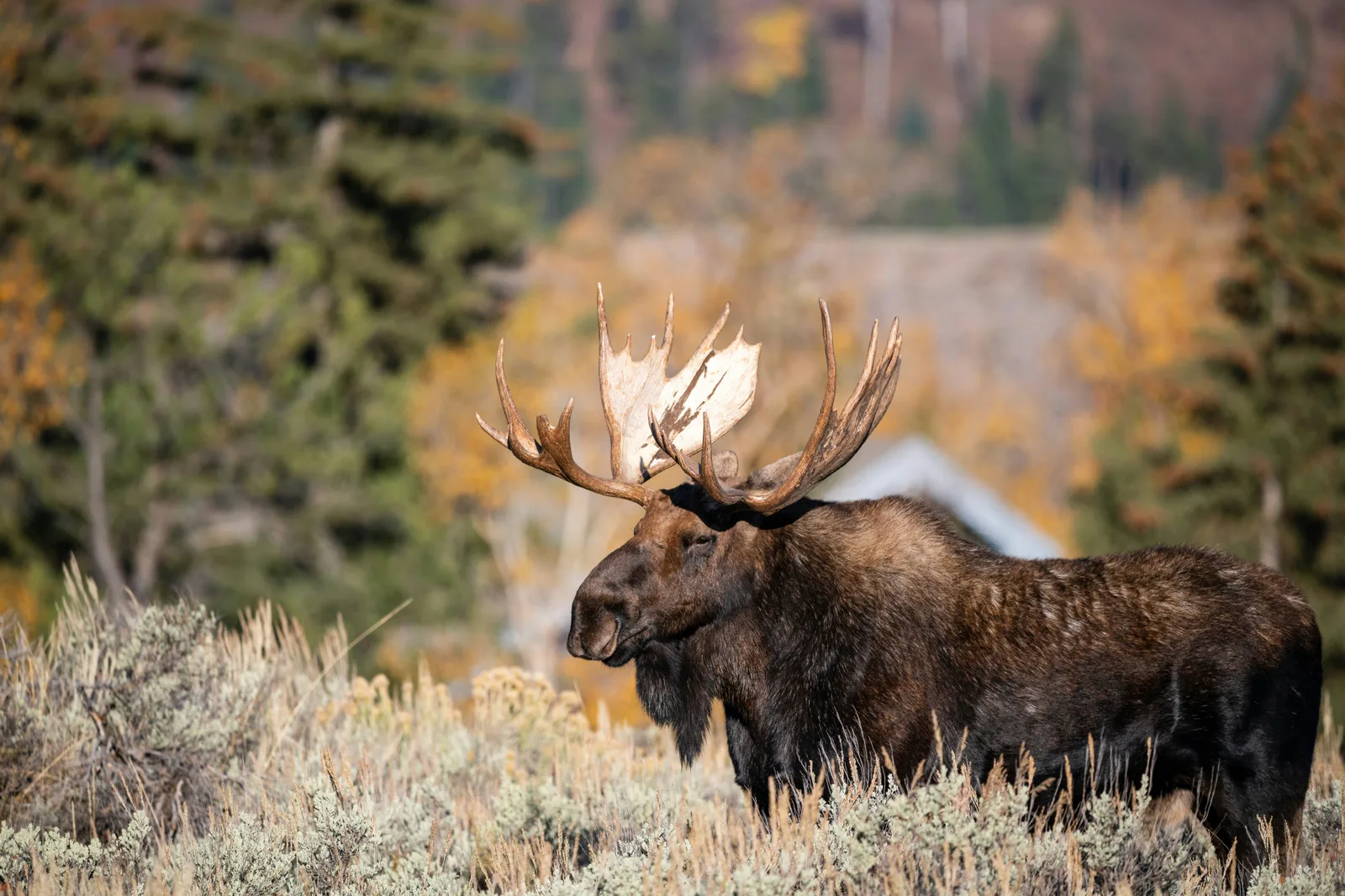 A bull moose standing in sagebrush with autumn trees behind