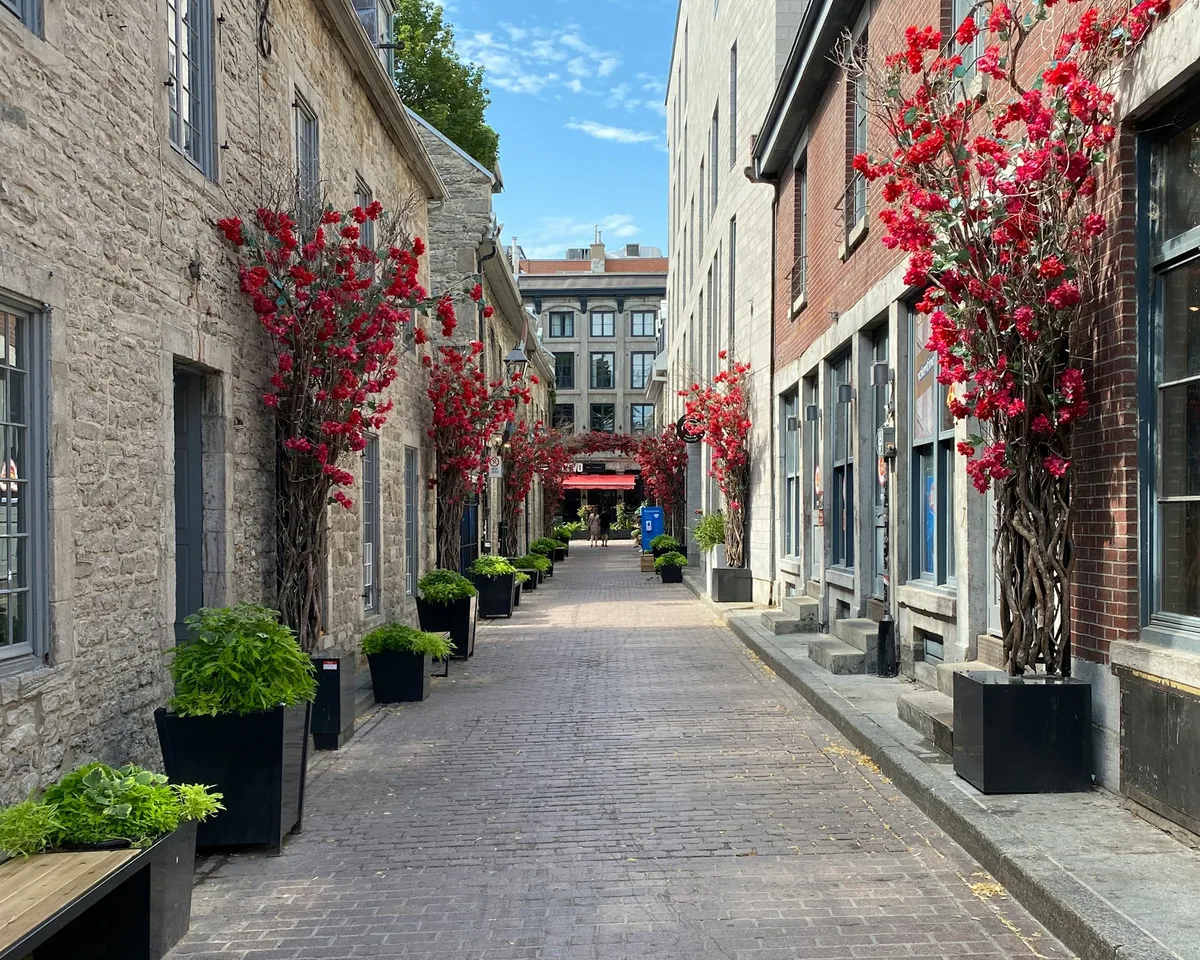 A quiet cobblestone lane in Old Montreal lined with flowering trees on the final morning